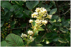 Persicaria peduncularis